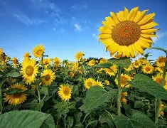 西甲马德里竞技与巴塞罗那